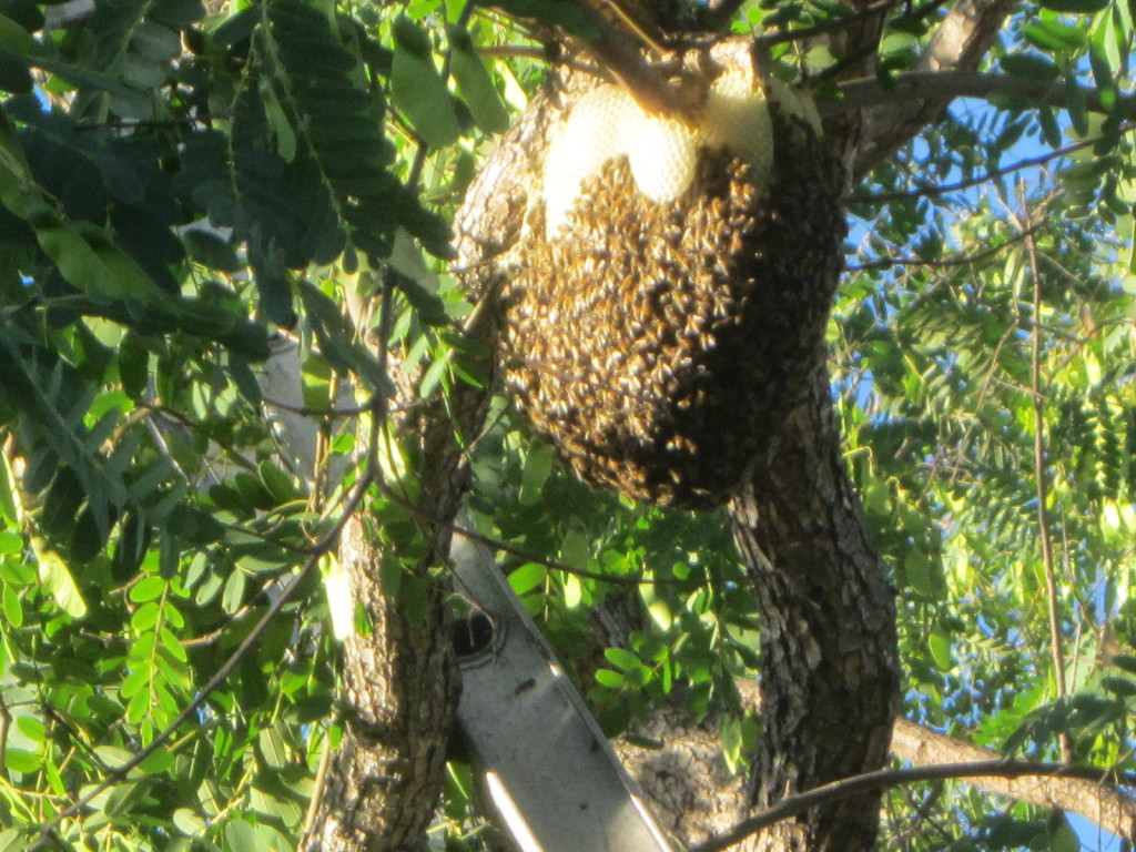 Will bees in trees go away on their own? Bee Best Bee Removal