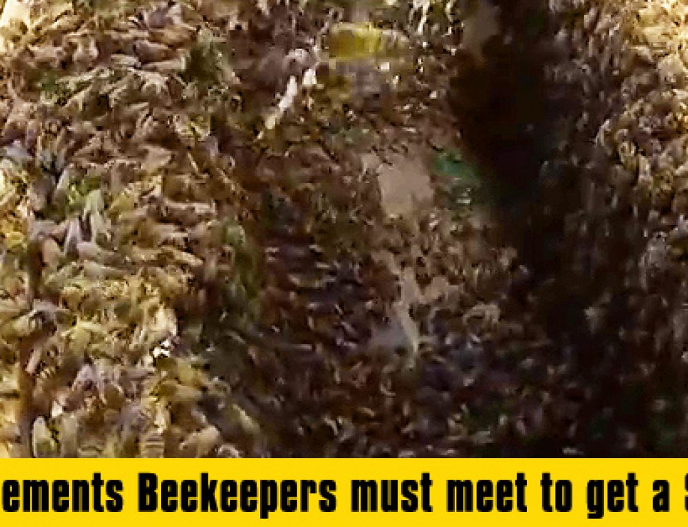 Are Bees attracted to light? Bee Best Bee Removal