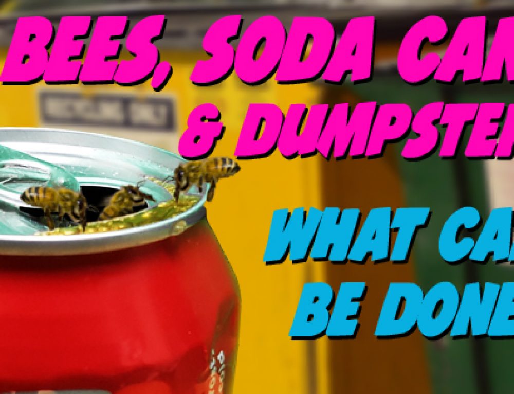 3 Common Wasp Nests in San Diego Bee Best Bee Removal