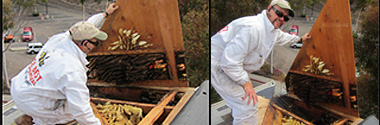 Structure Hive Removal and repair