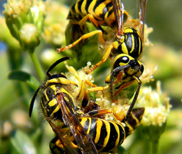 Close up photo of a Yellow and Black yellow jackets on flower