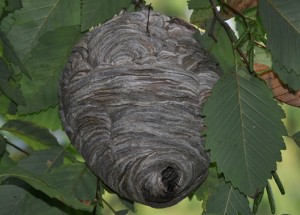 hornet-nest-small