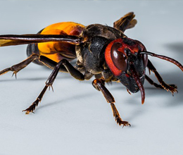 closeup of a hornet