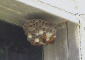 live-paper-wasps-nest