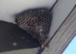 Paper Wasp Nest under eve