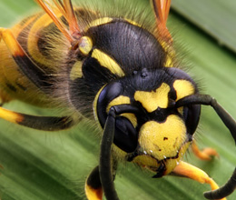 Close up of a yellow and black wasp