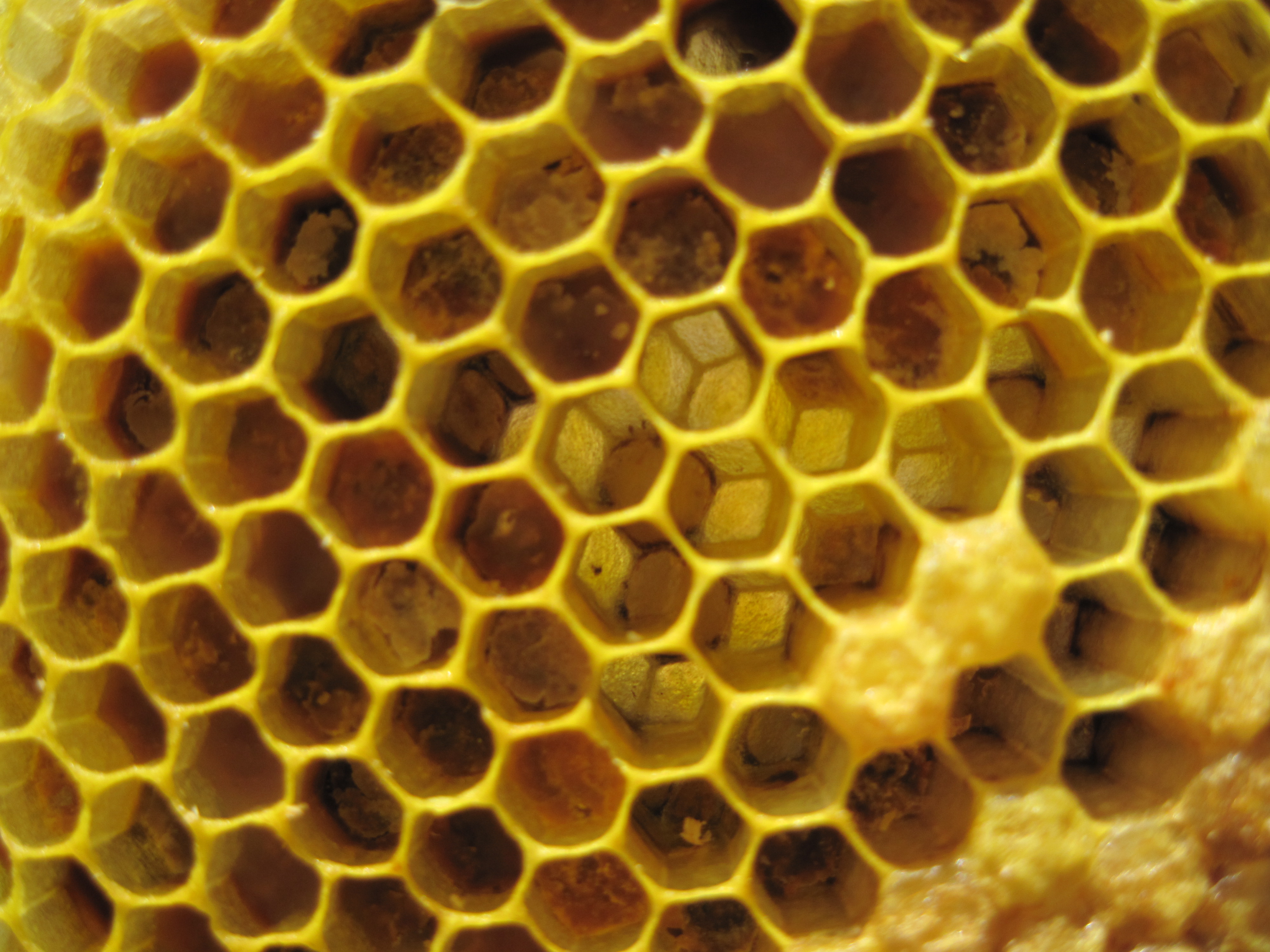 close up of honeycomb from hive