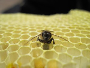 one bee on some honeycomb