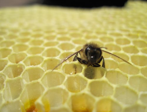 Hybridized (Not Africanized) Bees in San Diego