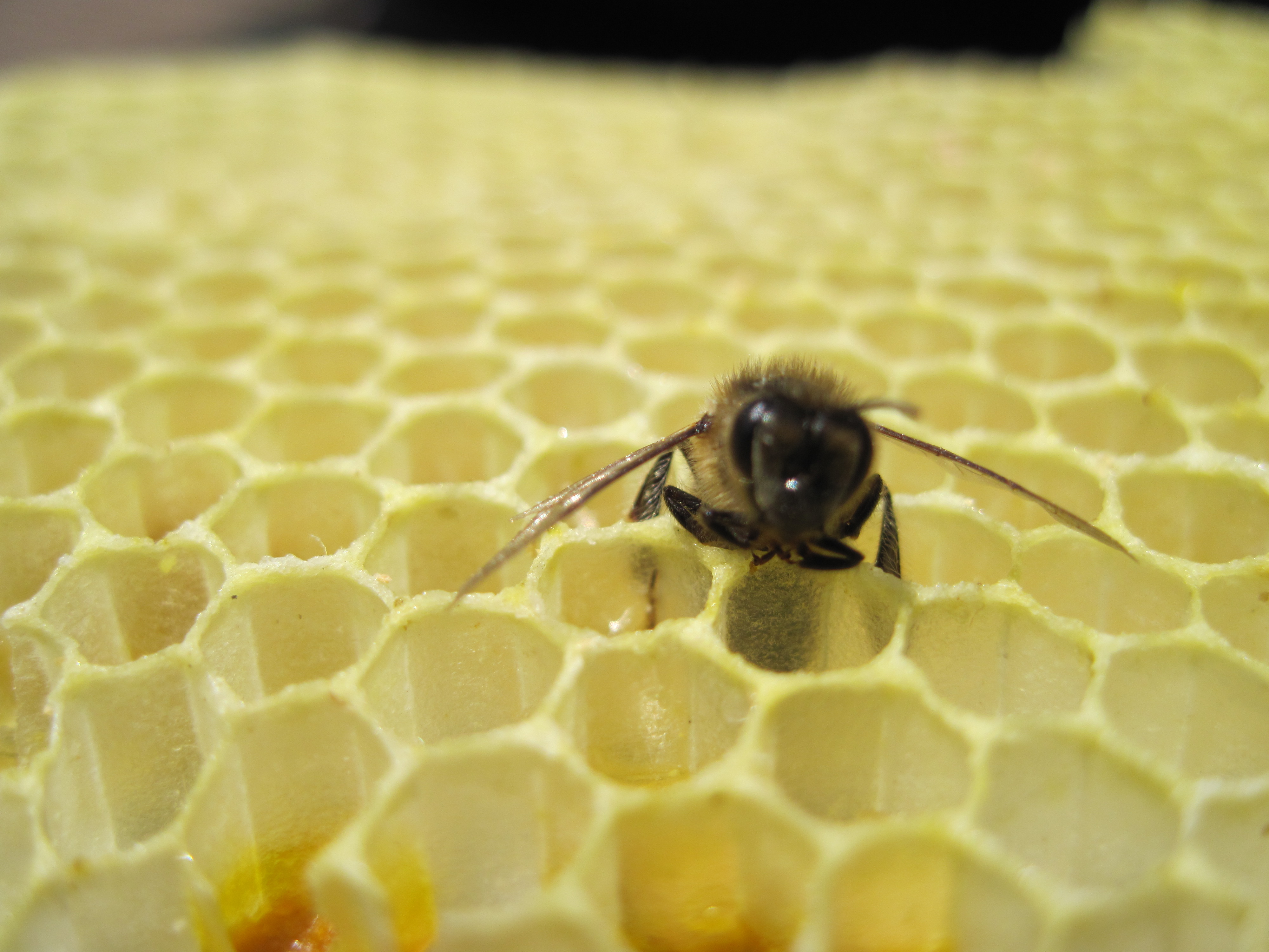 bee on honeycomb