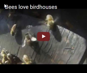 Owl-boxes-and-bird-houses-video-thumbnail