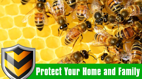 Shield your home from bees