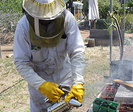 SMoking Bee in a Beekeepers backyard