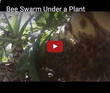 bees-plants-video-thumbnail