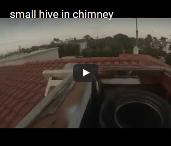 small-hive-in-chimney-video-thumbnail