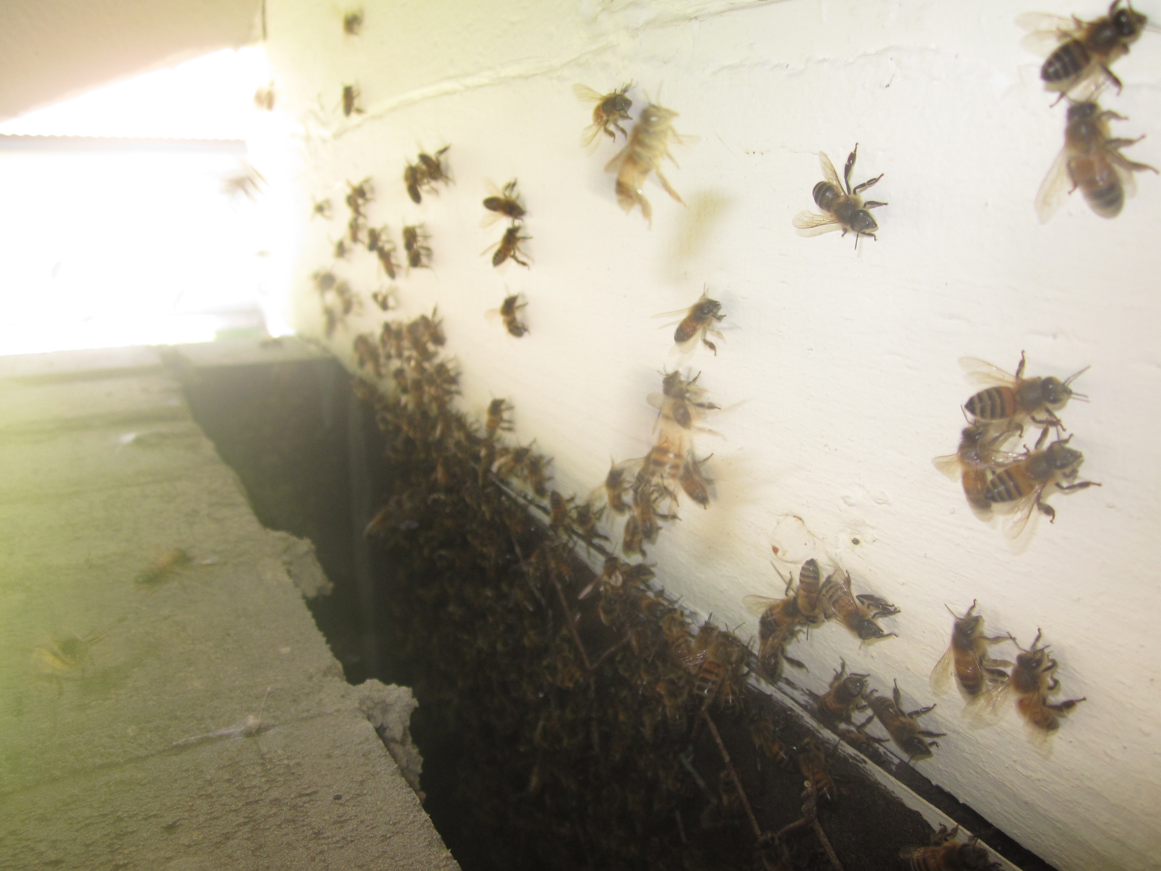 bees crawling on wall