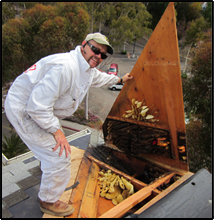 Bee Removal and Structural Repair