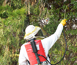 Bee Elimination inside tree