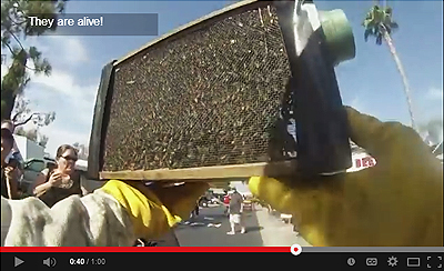 bee removal for a live audience