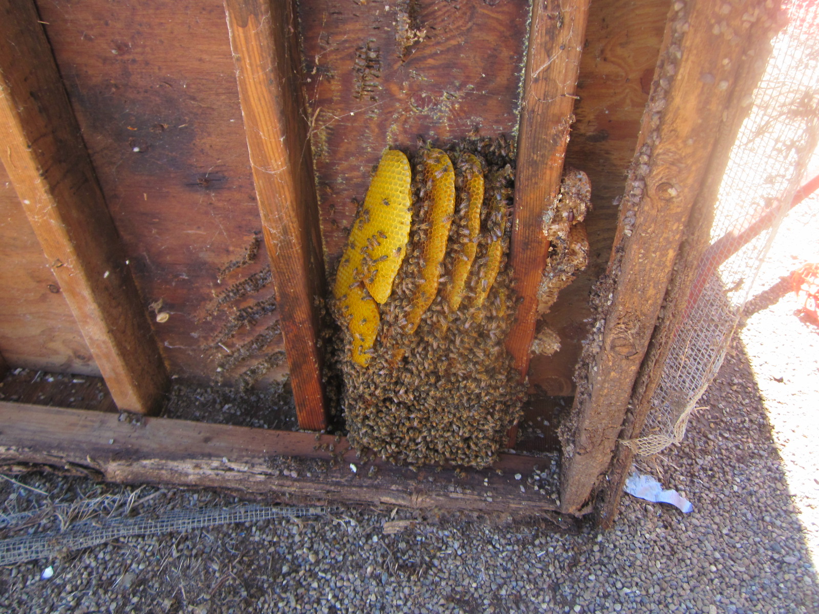 Bee Hive Under Shed after storm