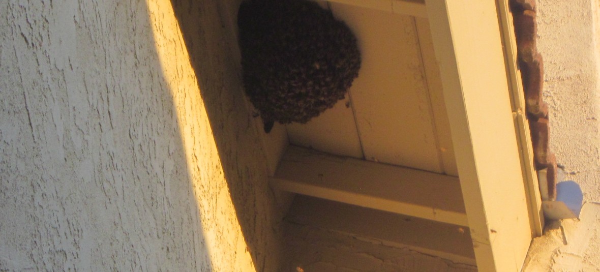 bee swarm on top of attic vent holes