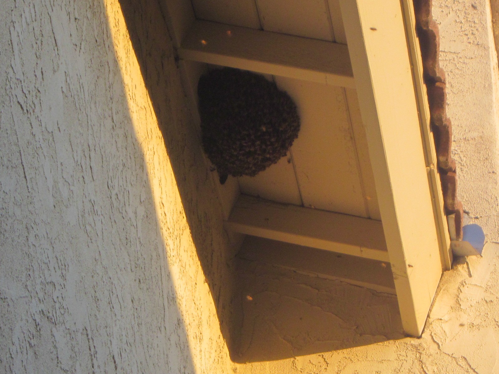 bee swarm on top of attic vent holes