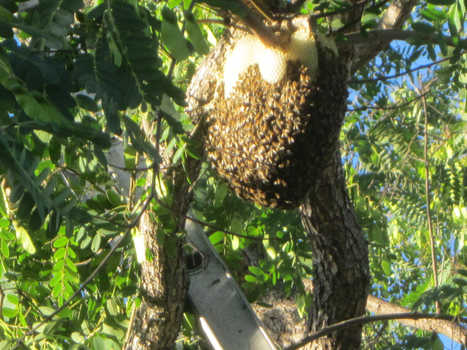 How To Get Rid Of Bumblebees?  What Attracts Them & How To Safely Remove  Them