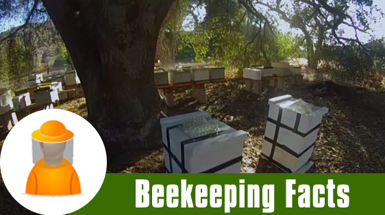 Facts about Beekeeping
