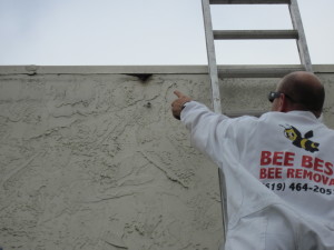 Jeff "The Bee Whisperer" Lutz points to a bee landing stain on wall