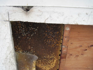 hive in wall located near landing stain above. 