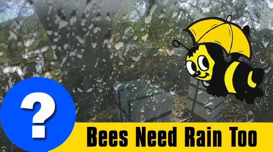 bees-need-rain-too