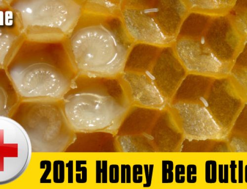 2015 may be a great year for the honeybee in San Diego!