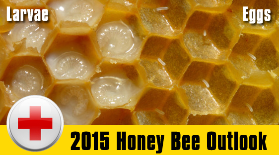 2015-honey-bee-outlook