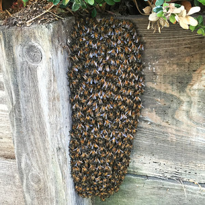swarm-on-wood