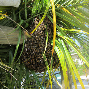 swarm-palm-tree