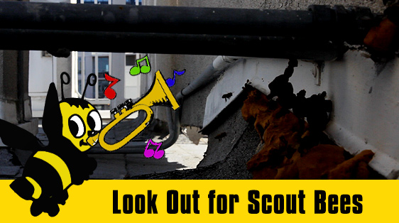 scout-bees-beware