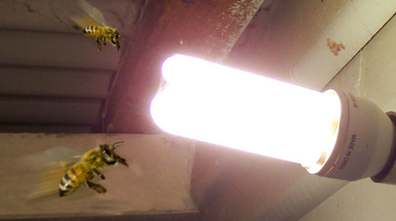 light-attracts-bees