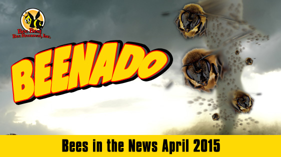 beenado-news-april2015
