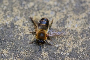 A Drone Bee on rock