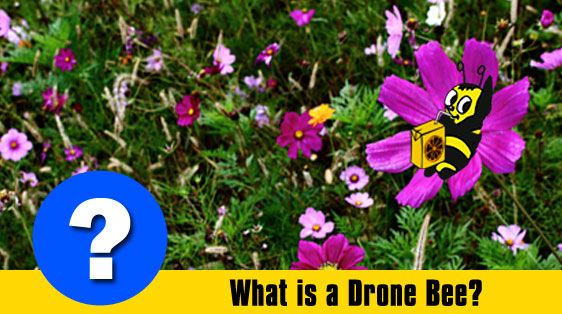 drone-bee-featured-image