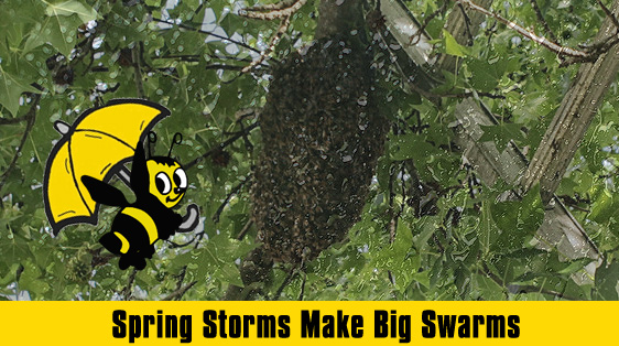 Spring Storms Make Big Swarms