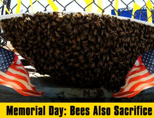 Memorial Day: Bees also sacrifice