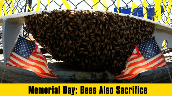 memorial-day-bees-sacrifice