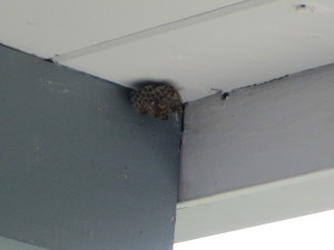 A paper wasp nest attached to a wall in Chula Vista