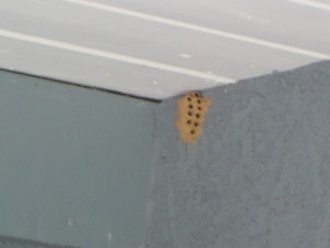 A small mud dauber nest on a wall in Chula Vista.