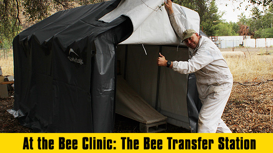 bee-transfer-station-bee-best-bee-removal
