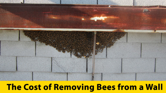 cost-of-removing-bees-from-a-wall