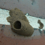 mud-dauber-wasp-nest-closeup