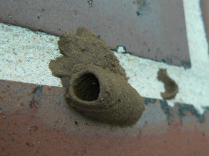 An interesting mud dauber nest
