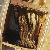 old-hive-inside-structure